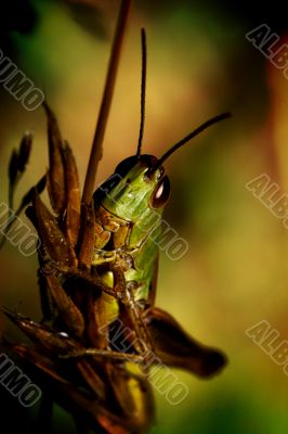 Portret of grasshopper
