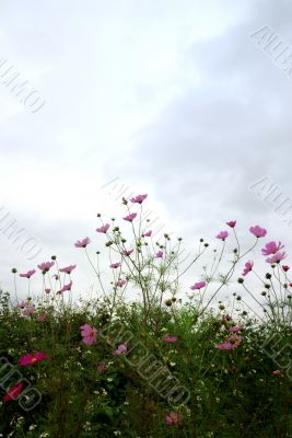 red flowers