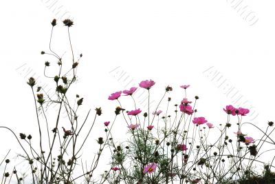 red flowers