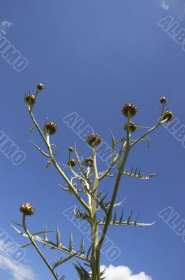 Cardoon