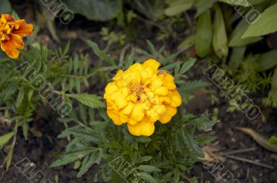Marigold