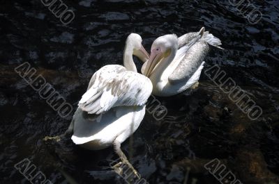 Couple of pelicans