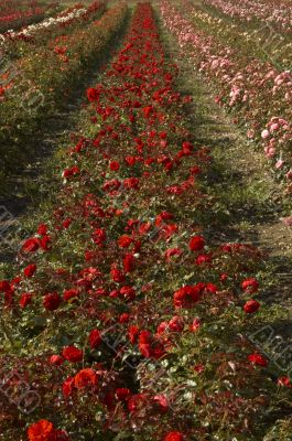 Red Roses