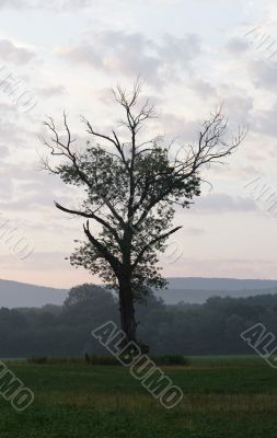 Half-dead tree