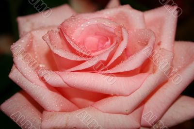 pink rose