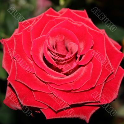 Big velvet red rose