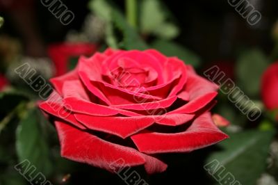 Big velvet red rose