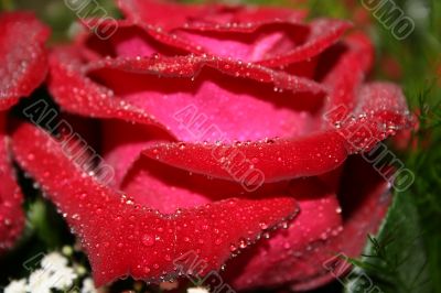 Macro of red rose with water drops on its petals