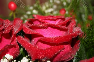 Macro of red rose with water drops on its petals