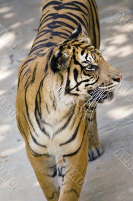 Amur Tiger