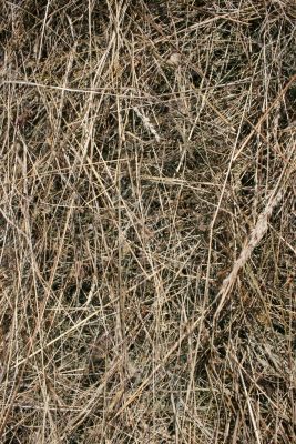 Summer hay texture