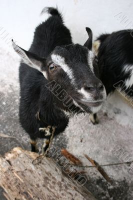Cute goat