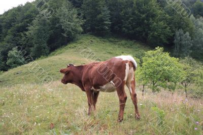 cow  on the clearing