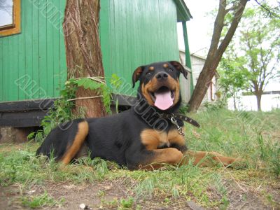 Black dog