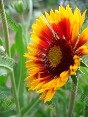 Yellow flower