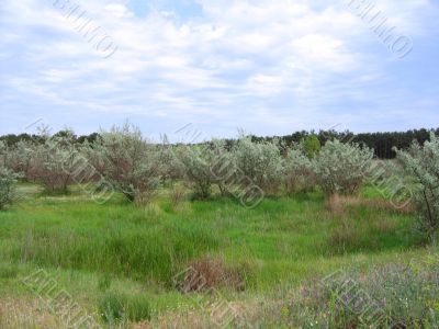 Summer landscape