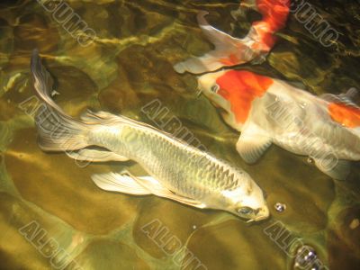 Fish under water