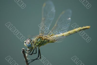 Dragonfly
