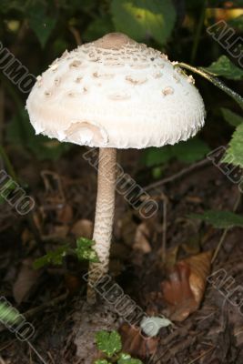 toxic mushroom