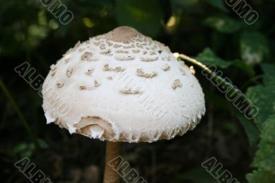 toxic mushroom