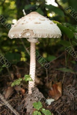 toxic mushroom