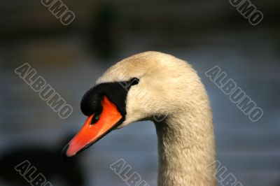 Swan`s Head