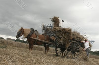 Vintage manual harvest scene