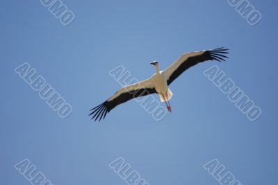 Almudevar 10 - Stork