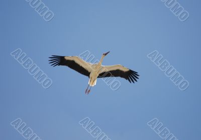 Almudevar 11 - Stork