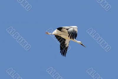 Almudevar 12 - Stork