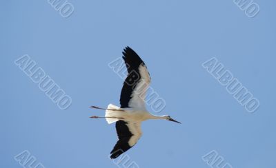Almudevar 7 - Stork