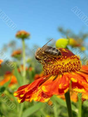 The bee collects nectar on a flower