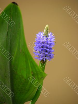 pickerel weed
