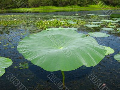 Lotus Leaf