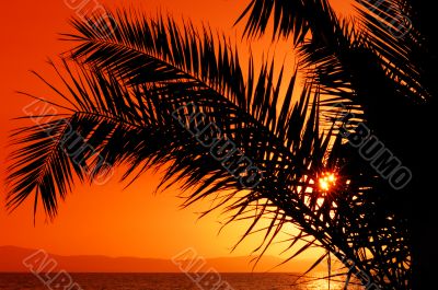 Palm tree during sunset