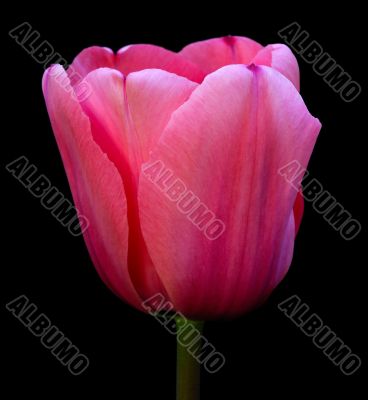 Pink tulip