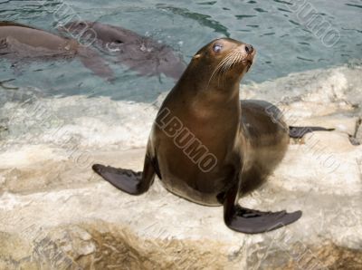Patagonian Sea Lion