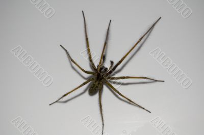 Spider