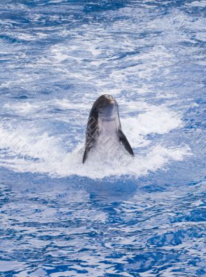 Dolphin