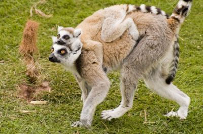 Lemur