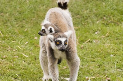 Lemur