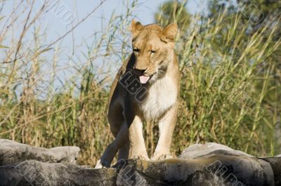 Lion