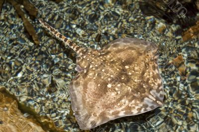 Thornback Ray