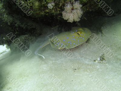  ribbontail stingray hiding in sand under corals