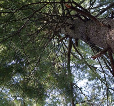 looking into pine