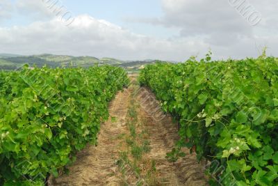 Carcassonne-Limoux