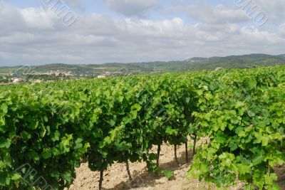 Carcassonne-Limoux 7