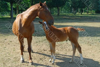 Horses