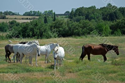Horses and birds