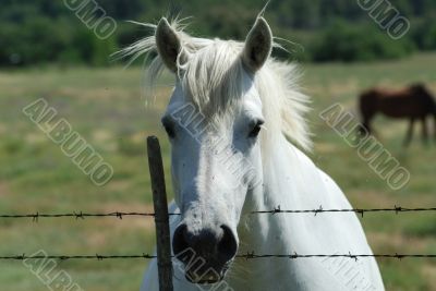 White horse